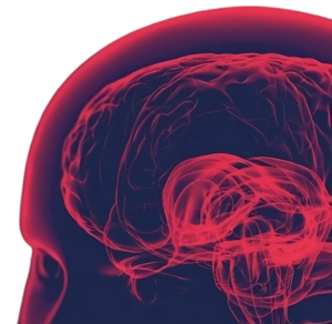 Künstlerische Darstellung des menschlichen Gehirns